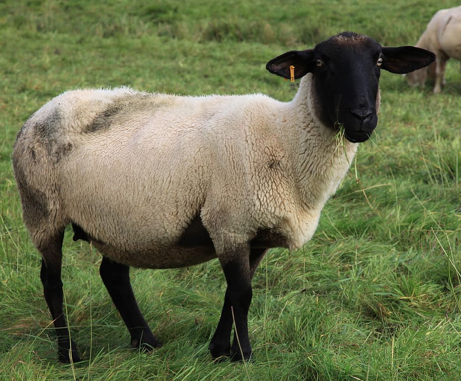 羊, 羊毛, 羊皮, 動物, 農業, 黒い羊, 牧草地, 閉じる, 自然, 目
