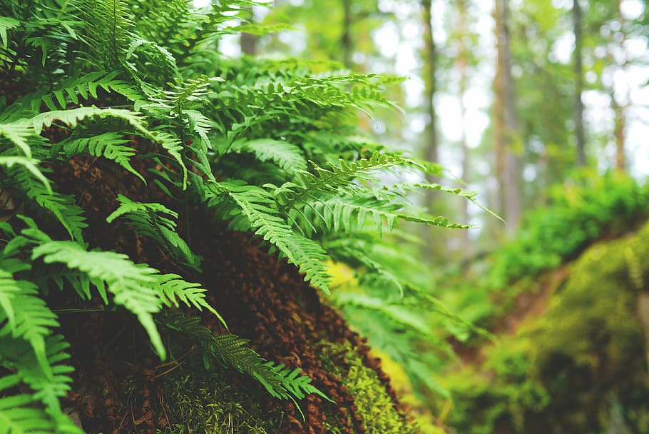 green plant, fern, forest, nature, plant, leaves, flora, green, forest floor, overgrown