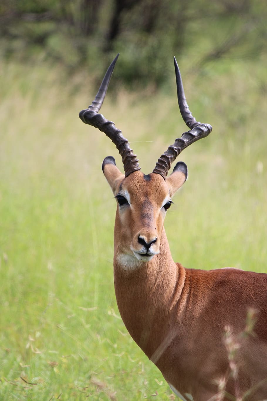 buck, wildlife, deer, antler, nature, savanna, wilderness, mammal, outdoor, brown