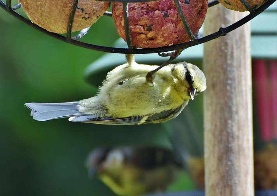 tit, songbird, small bird, bird, bill, foraging, fat balls, hold tight, talon, plumage