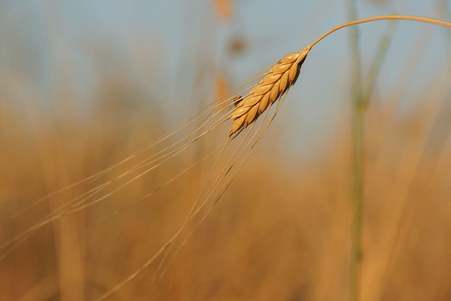 close-up photography, brown, rice wheat, einkorn, grain, wheat, food, farro, healthy, vegetarian
