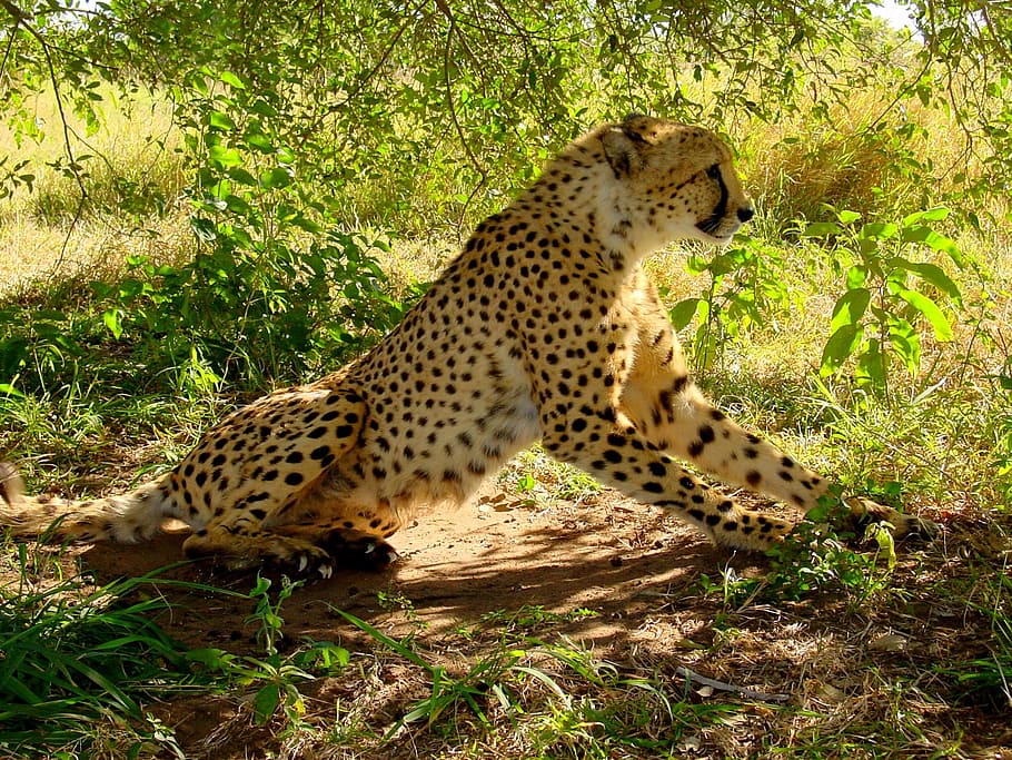 sitting, brown, tree, daytime, Cheetah, Predator, Big Cat, cat, carnivores, creature