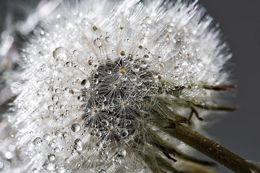 dandelion, flower, plant, wet, water, close-up, fragility, vulnerability, nature, beauty in nature