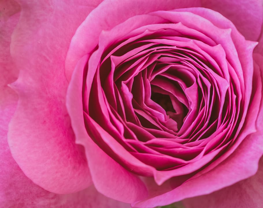 rose, blossom, bloom, petals, pink, flower, flora, summer, background image, wallpaper