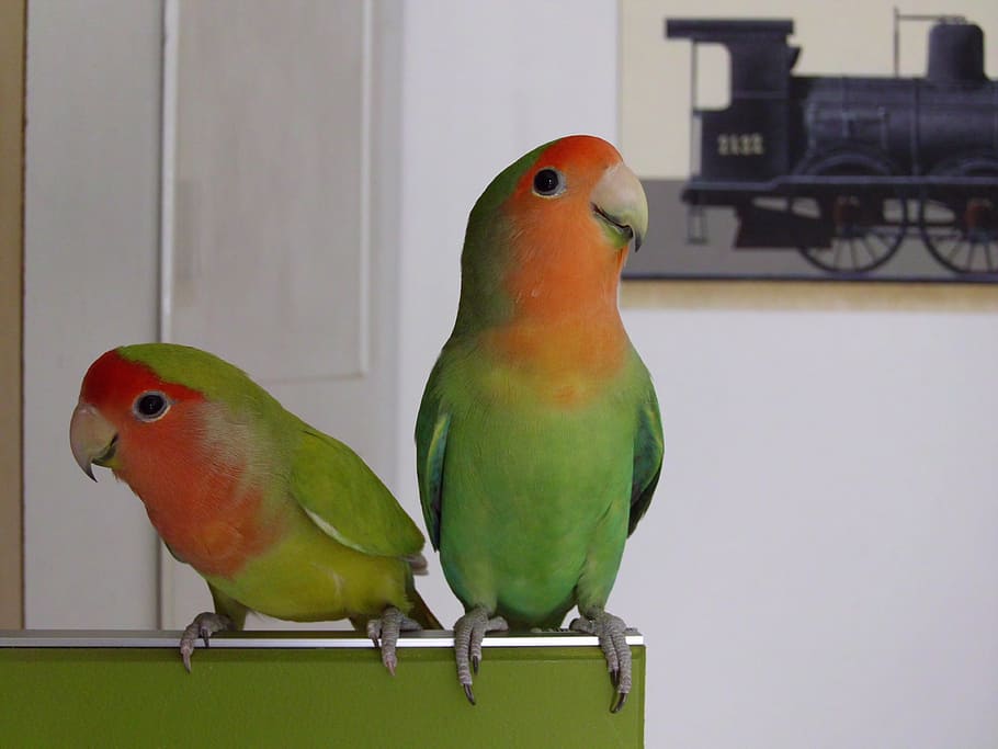 papagaio, verde, vermelho, pássaro, temas animais, vertebrado, cor verde, empoleirar-se, dois animais, grupo de animais