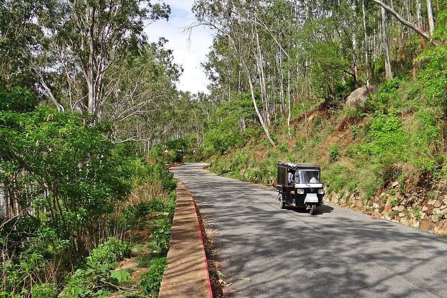 Hill Road, auto-rickshaw, Nandi Hills, bosque, meseta de Deccan, Karnataka, India, árbol, planta, el camino a seguir