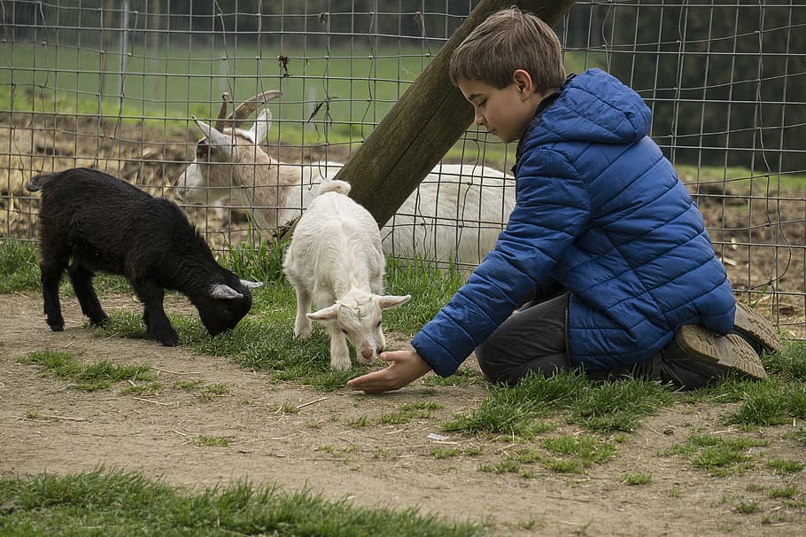 boy, feeding, white, black, goat kids, zoo, child, feed, animal, cute