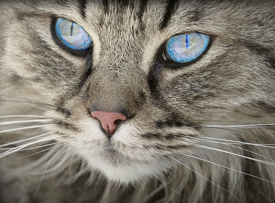 perak, kucing betina, kucing, biru, mata, hewan, potret kucing, mata kucing, kucing harimau, kucing domestik