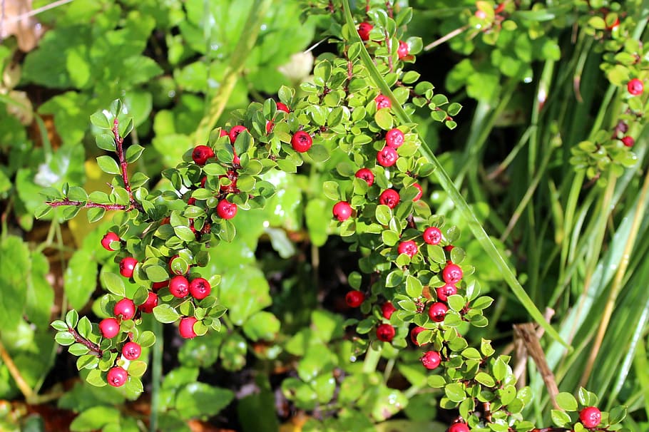 cotoneaster, bush, red fruits, beads, ornamental shrubs, hedge, plant part, growth, plant, leaf