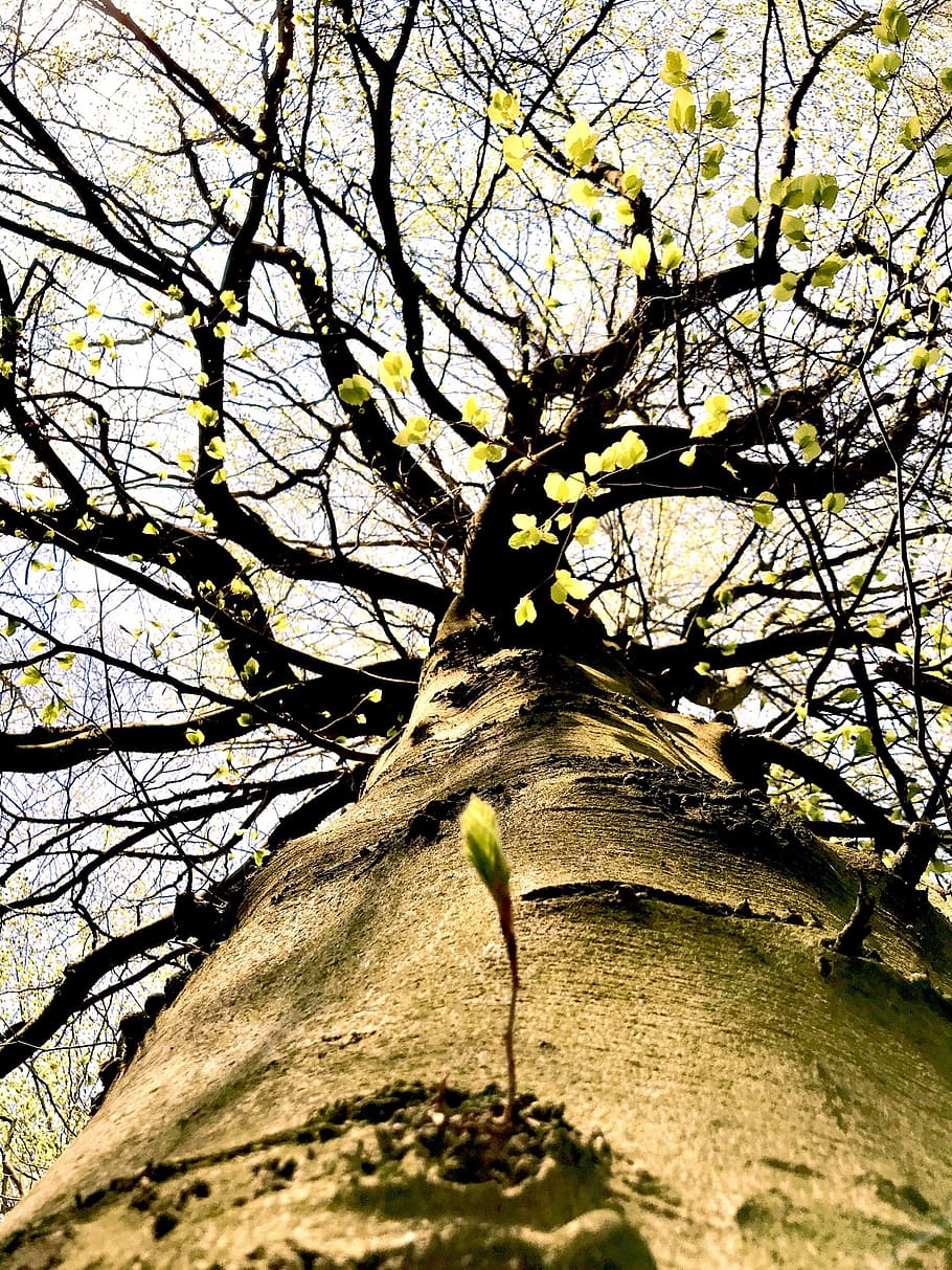 Nature для дерева. Крона дерева. Под кронами деревьев. Грязное дерево в природе. Никелевое дерево в природе.