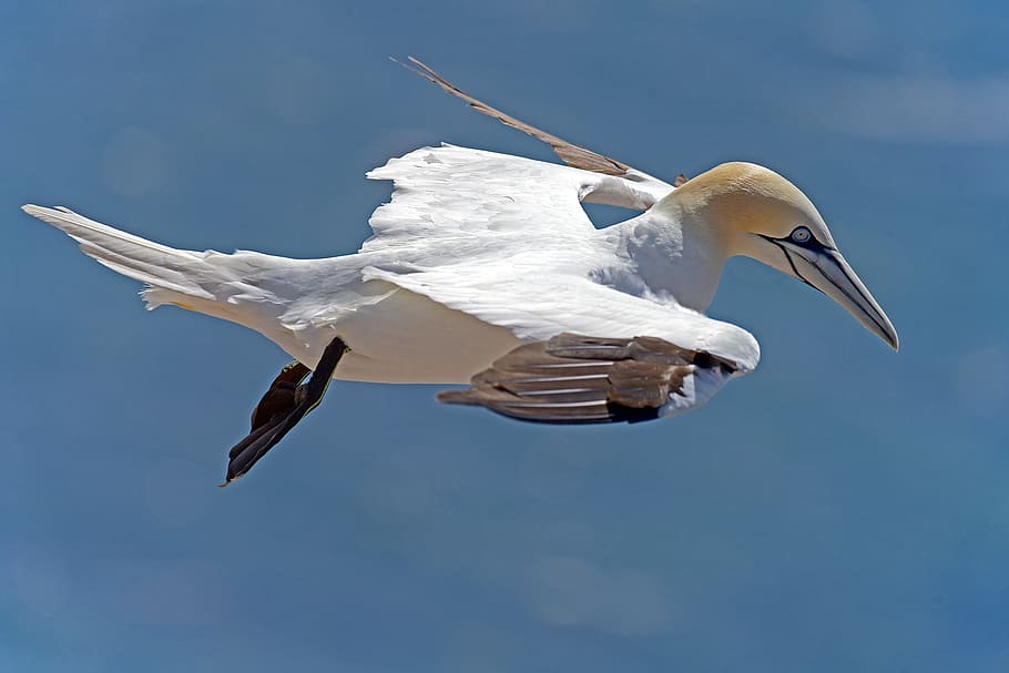 selective, focus, white, bird, selective focus, white bird, northern gannet, sea birds, helgoland, seagull