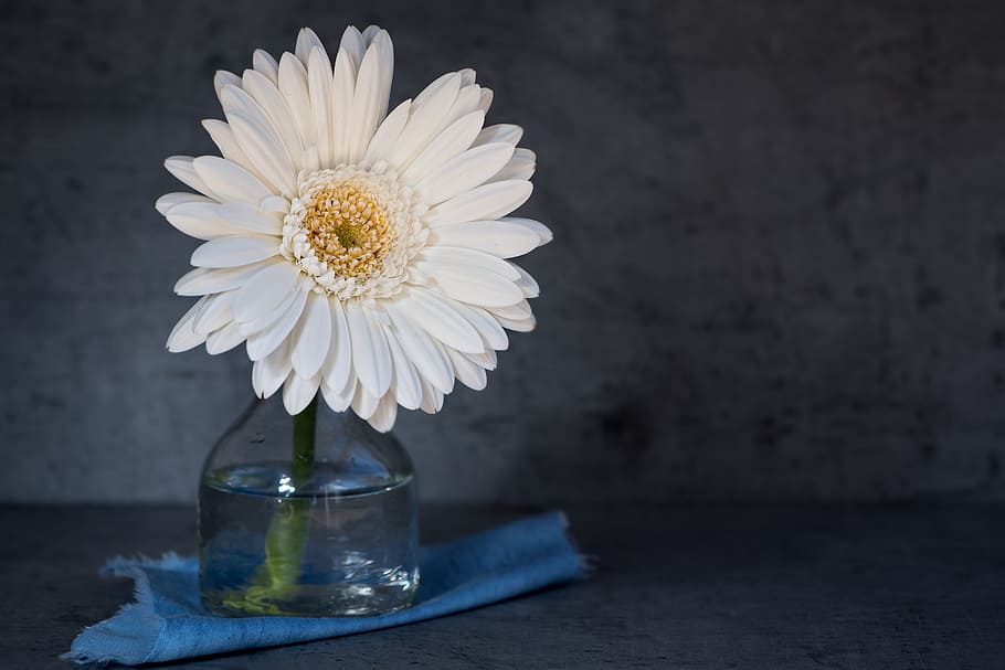 gerbera-flower-blossom-bloom.jpg