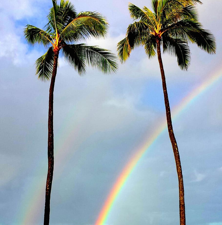 two, coconut trees, rainbow, palm trees, tropical, paradise, nature, hawaiian, palm, outdoor