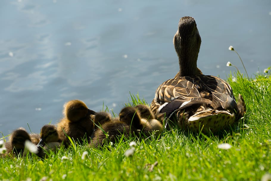 brown, duck, chicks, macro, shot, photography, ducklings, green, grass, front