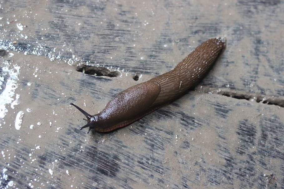 slug, animal, wet, mollusk, nature, snail, animals, forest, spring, one animal