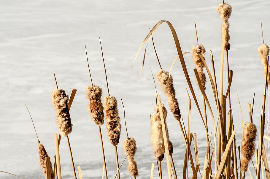 Cattails, Cattail, Reeds, Plants, lake plants, winter, nature, reed, plant, wetland
