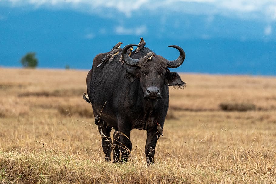 búfalo, samburu, áfrica, parque nacional, safari, desierto, naturaleza, sabana, animal salvaje, kenia