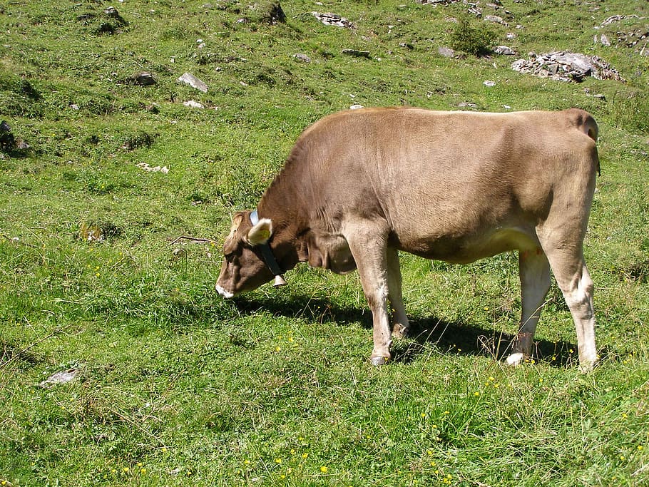 Cow, Meadow, Alm, Austria, Mountain Hut, cow, meadow, tyrol, karwendel mountains, eat, cons cud
