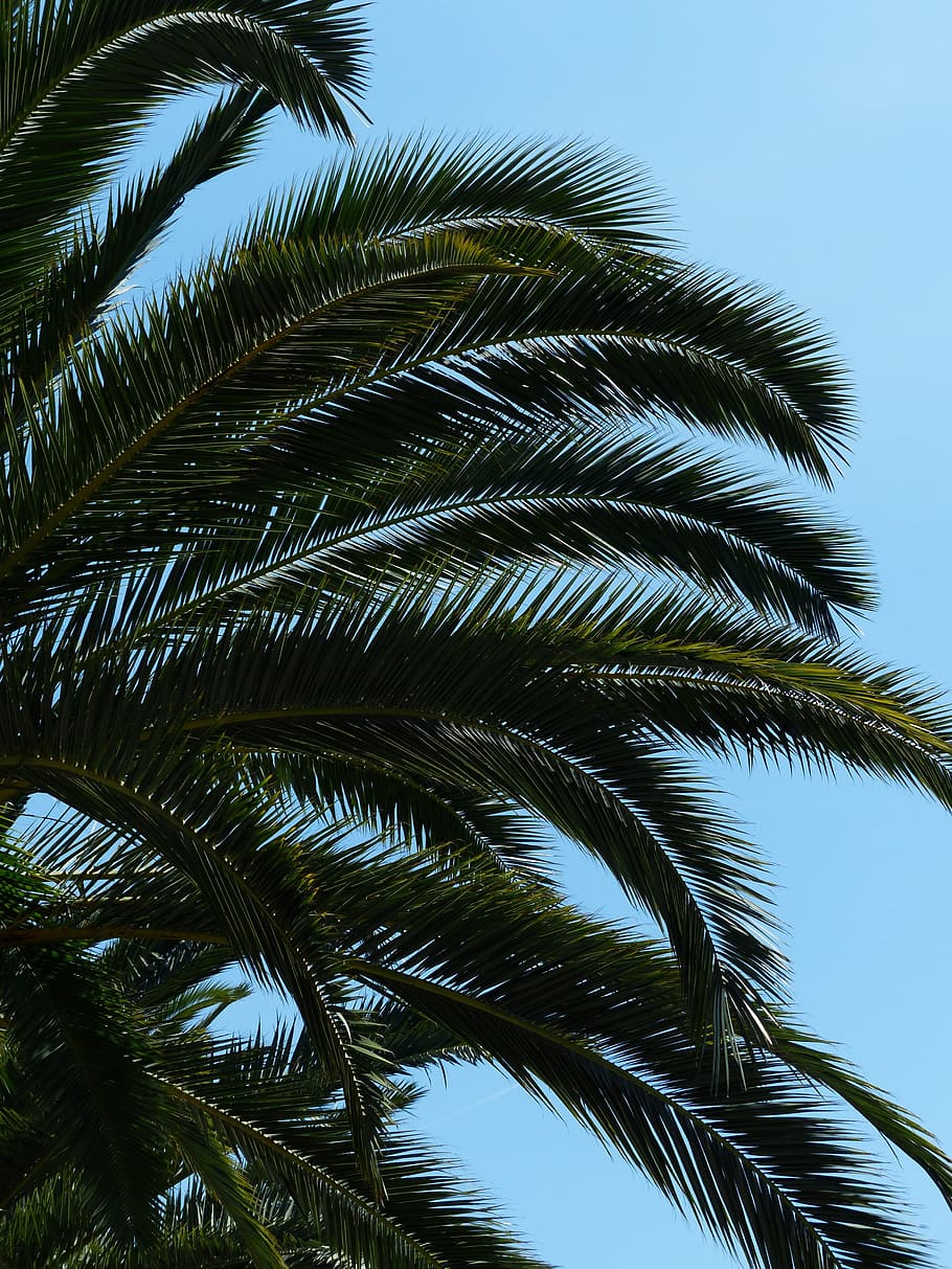 green palm tree, palm, tree, date palm, shade tree, leaves, wedel, canary island date palm, phoenix canariensis, phoenix