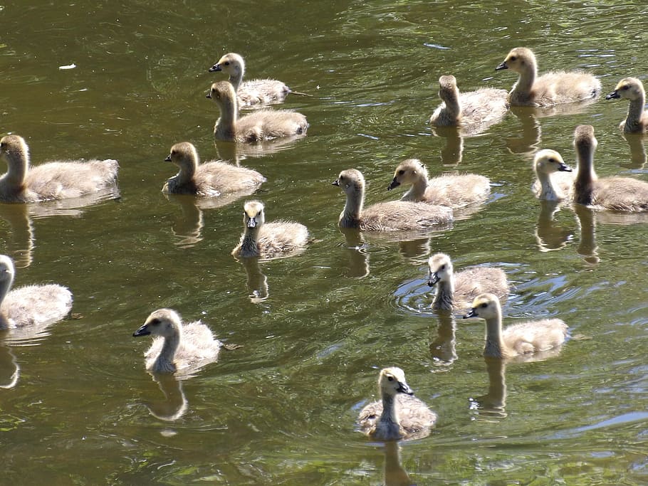 goslings, geese, pond, lake, swimming, young, birds, wildlife, water, group of animals