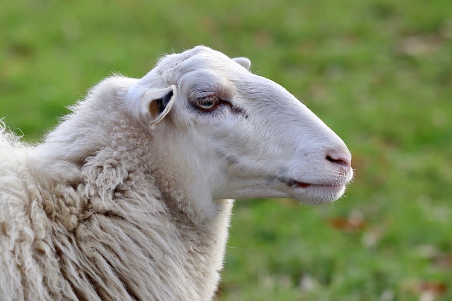 sheep, schafkopf, wool, sheep's wool, livestock, herd animal, animal, mammal, sheepshead, portrait