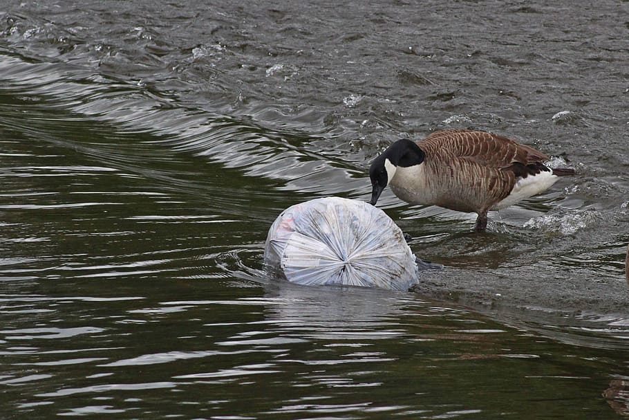 goose, pollution, plastic, eco, ecology, wildlife, river, water, birds, environmental