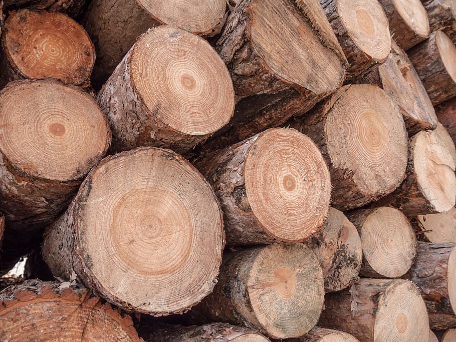 Wood, Trunk, Carpenter, Sawmill, Canada, brown, oak, group, firm, stack