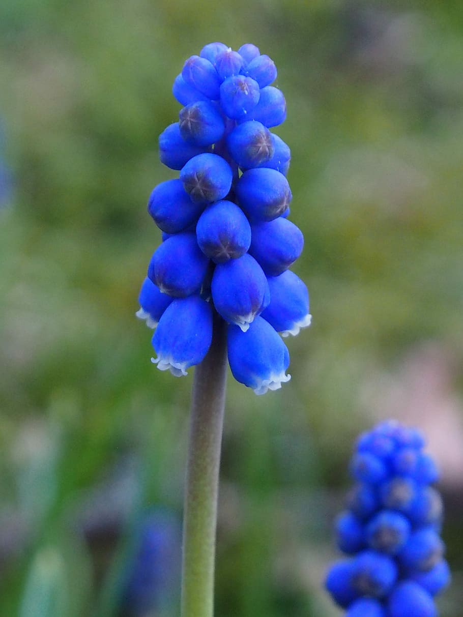 grape flower, blue, garden, blue flower, flower, flowering plant, plant, growth, purple, freshness