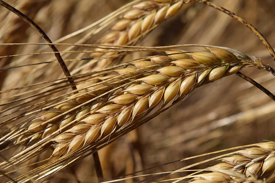 barley, cereals, ear, close, ripe, summer, food, staple food, nature, agriculture