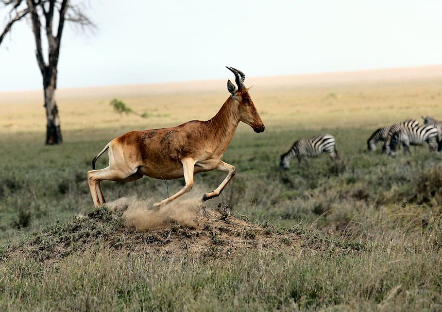 brown, antelope, running, grass field, zebra, wildlife, animal, nature, green, grass