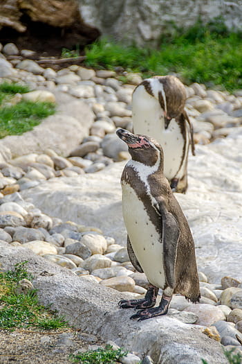 若いペンギン写真 Pxfuel