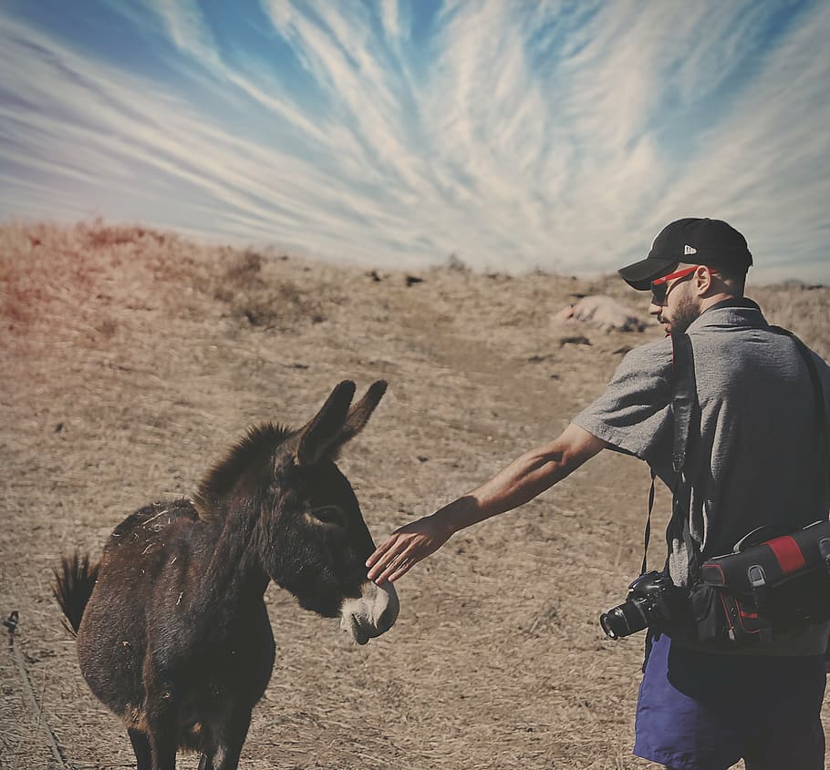 man, holding, donkey, desert, blue, sky, brown, daytime, dunkey, horse