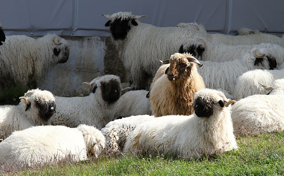 Negro, nariz, ovejas, rebaño, nariz negra ovejas, animales de rebaño, valais, cría, montaña, lana