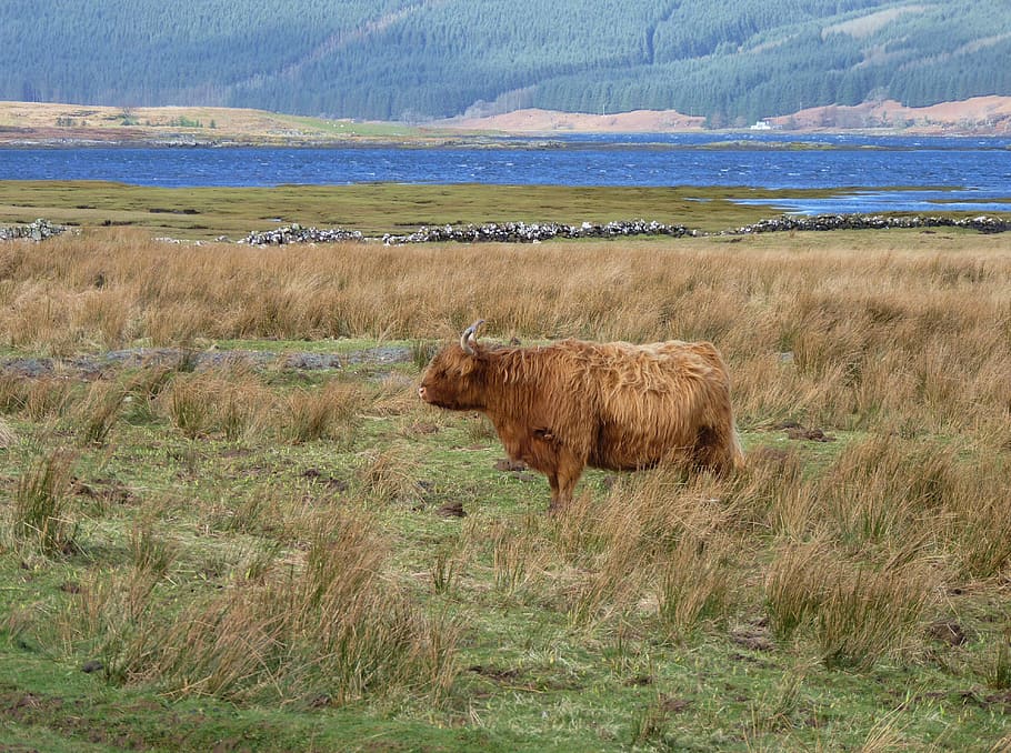 Terras altas, Escócia, Carne de bovino, Vaca, carne das terras altas, carne de vaca, desgrenhado, pasto, chifres, paisagem