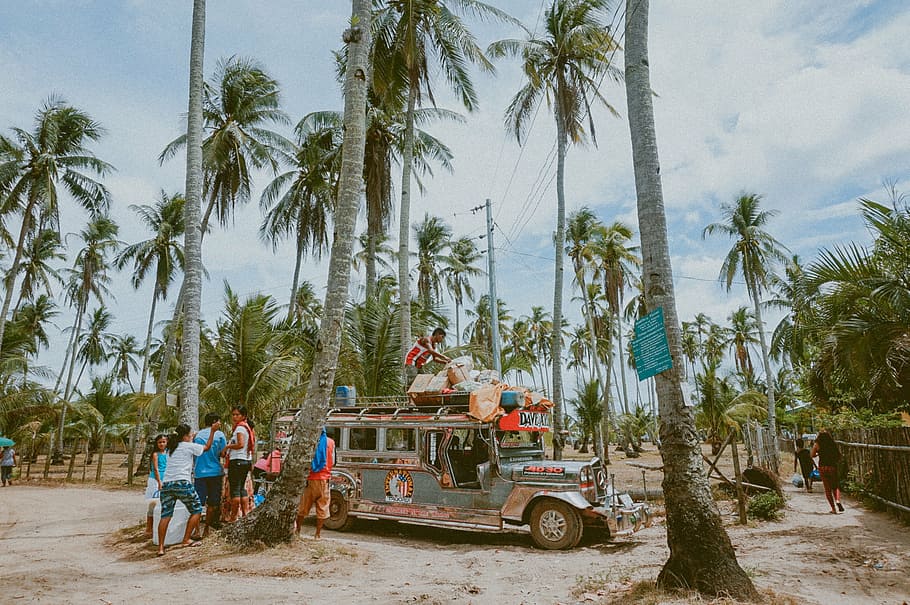 people, gray, jeepney, surrounded, coconut trees, palm, trees, nature, plants, blue