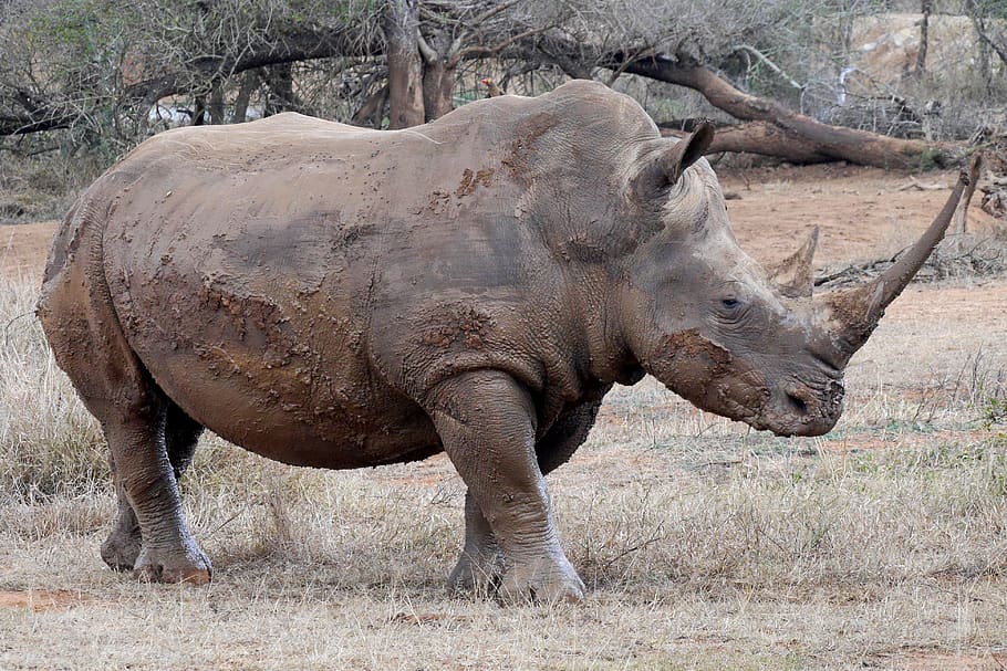 rhino, big-five, africa, big game, animal world, pachyderm, rhinoceros, wildlife, animal themes, animal wildlife