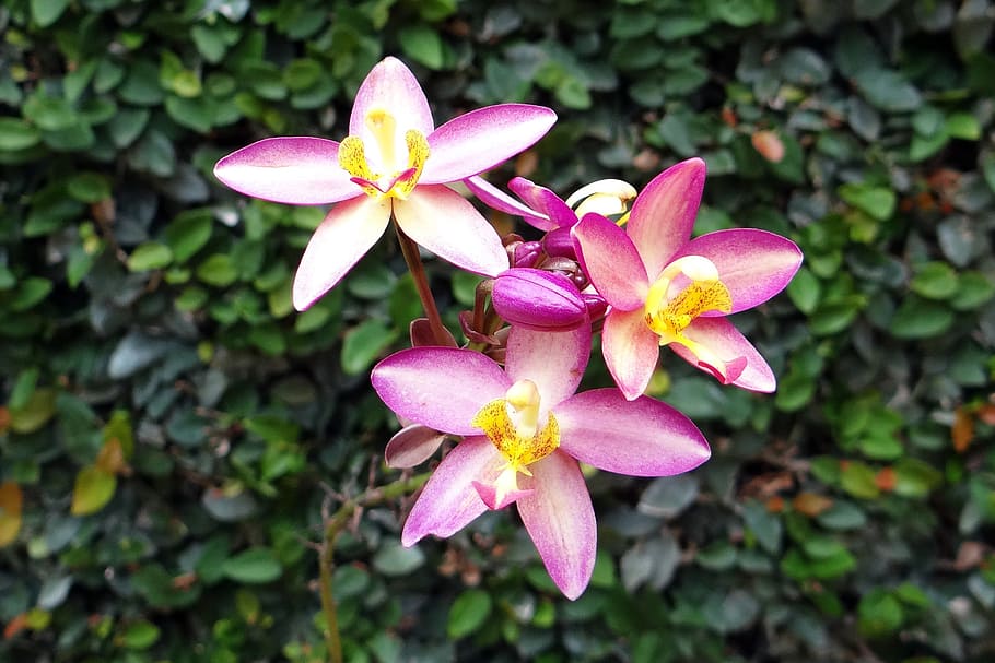 orquídea à terra, flor, spathoglottis plicata, orchidaceae, flora, dharwad, índia, planta, pétala, fragilidade