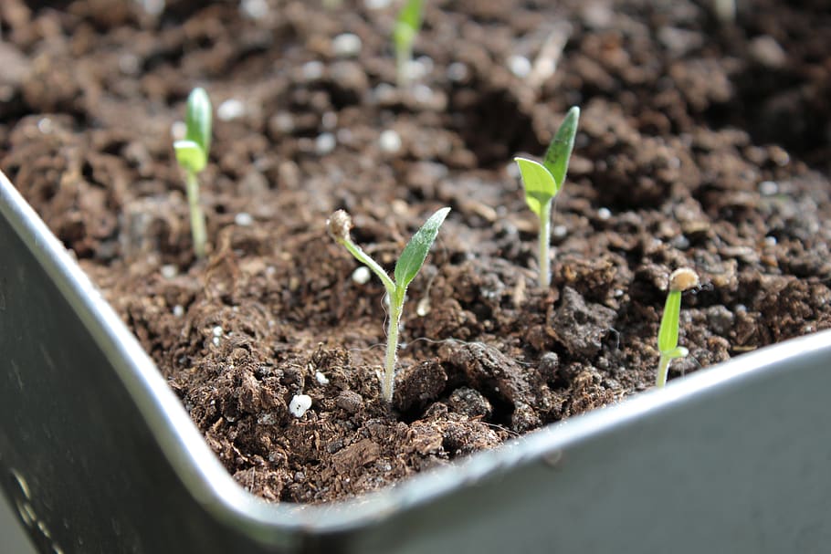 seedling, plant, tomatoes, seedlings, vegetables, growth, new life, beginnings, dirt, leaf