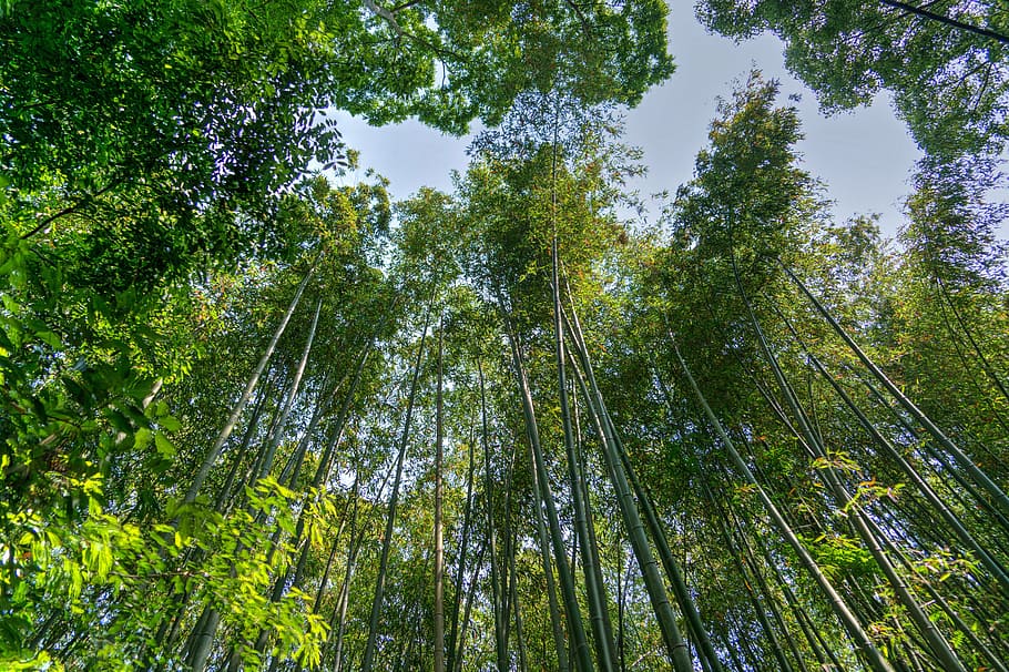 bottom view, trees, japan, arashiyama, bamboo forest, sky, green, kyoto, landmark, idyllic
