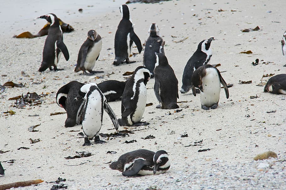 Penguin, imut, suka diemong, indah, pantai, batu-batu besar, cape town, afrika selatan, satwa liar, burung