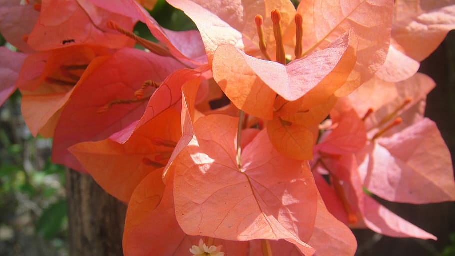 close-up photo, pink, leaves, cadena de amor, flower, orange, vibrant, floral, blossom, petal