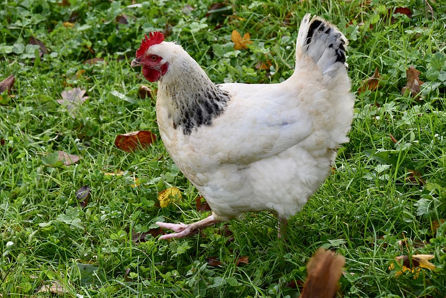 hen, white hen, race hen sussex, laying hen, backyard, poultry, white feathers, nature, animal themes, animal