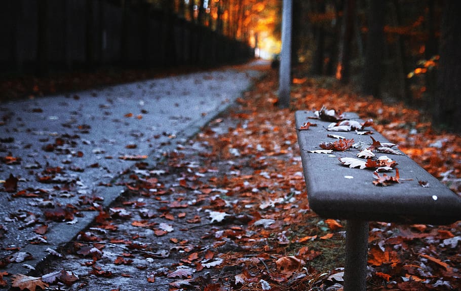 rule, thirds photography, bench, autumn, the path, park, leaf, tree, garden, spacer