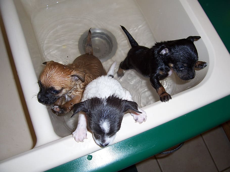hora del baño, cachorros, perro, cachorro, baño, mascota, lindo, adorable, aseo, baño para perros