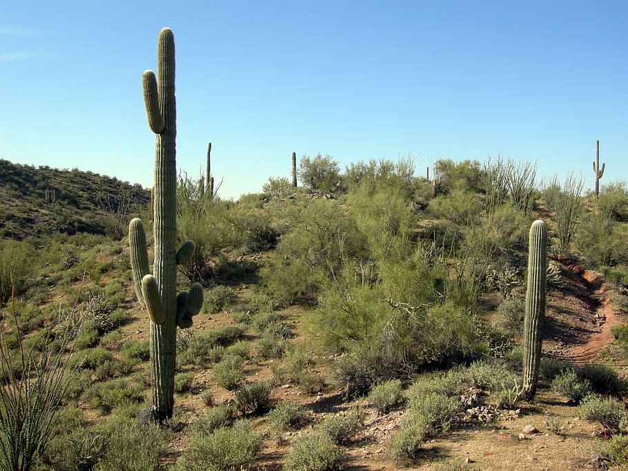 luar, Gurun Sonora, Wickenburg, Arizona, kaktus, foto, lanskap, domain publik, semak, saguaro Cactus
