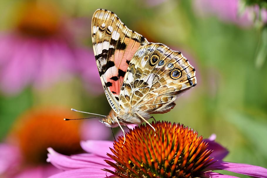 kupu-kupu, merak, sayap, serangga, hewan, bunga, mekar, serangga terbang, tema hewan, tanaman berbunga