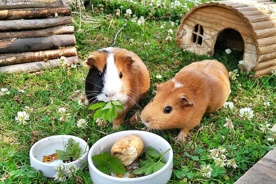 guinea pig, rodents, pets, paula, coxi, deutscheinsiedel, meadow, food, summer, garden