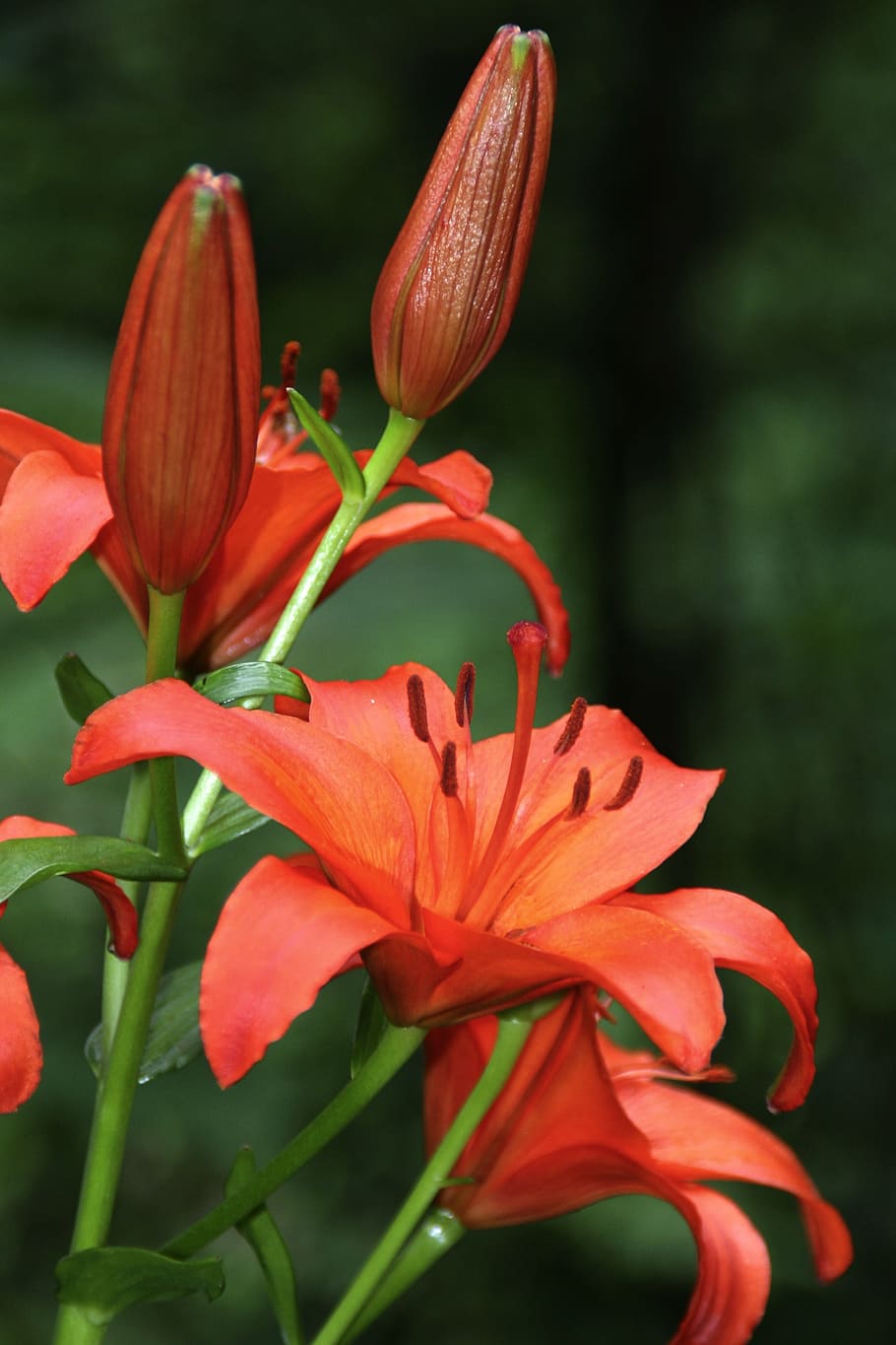 lily, red, blossom, bloom, nature, flowers, garden, summer, blossomed, plant