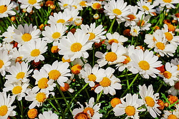 Royalty Free Daisies In A Field Photos Free Download Pxfuel