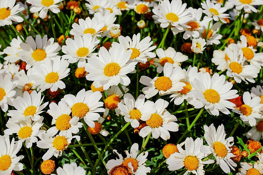 daisy field, daisies, bloom, nature, garden, flowers, white, plant, spring flowers, wildflowers